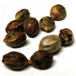 Семена марихуаны АК-47  (Seeds AK-47) в Княгинино